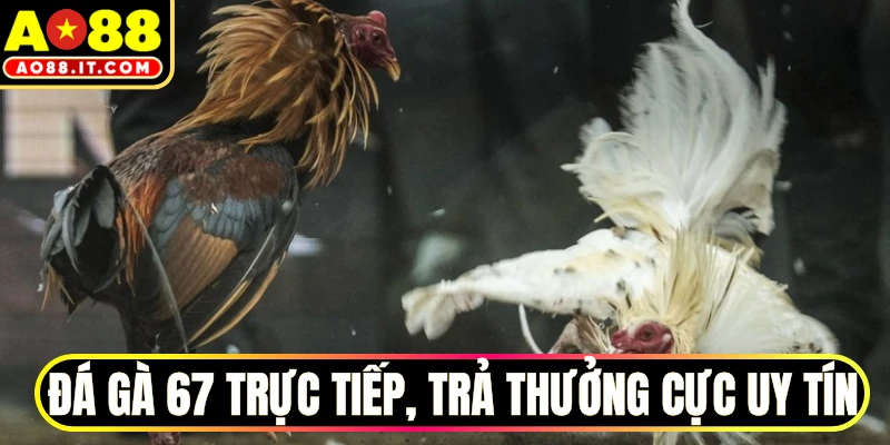 Đá gà 67 trực tiếp, trả thưởng cực uy tín