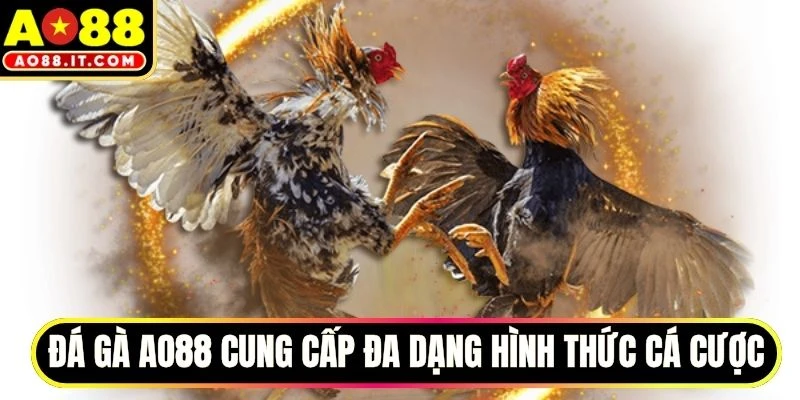 Đá gà AO88 cung cấp đa dạng hình thức cá cược