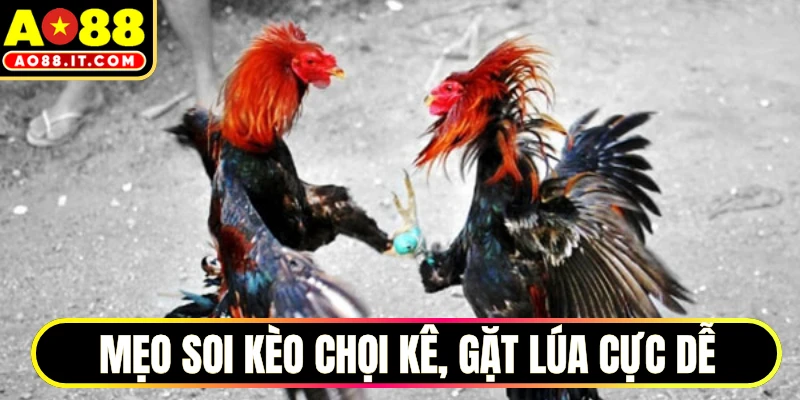 Mẹo soi kèo chọi kê, gặt lúa cực dễ